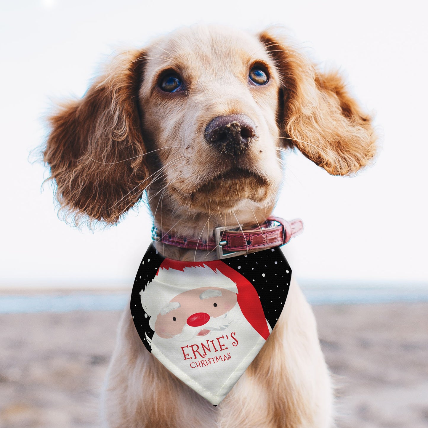 Dog wearing a Personalised Santa Claus bandana with 'Ernie's Christmas' text on a beach.