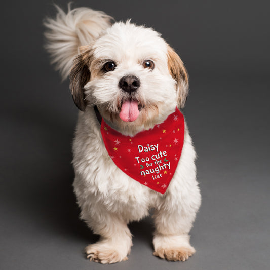 Small white dog with a red personalised bandana on a dark background