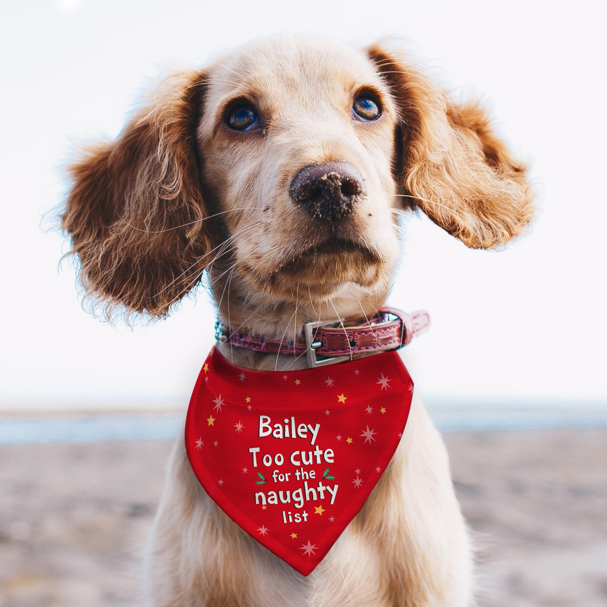Dog wearing a red bandana with text on a beach
